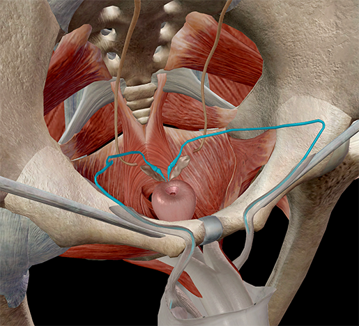 vas-deferens-testis-sperm-prostate